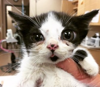 Adopted Kitty With Huge ‘Glass’ Eyes