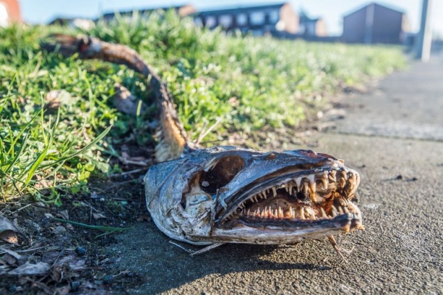 Strange Sea Creature Washed Up In Kirkdale