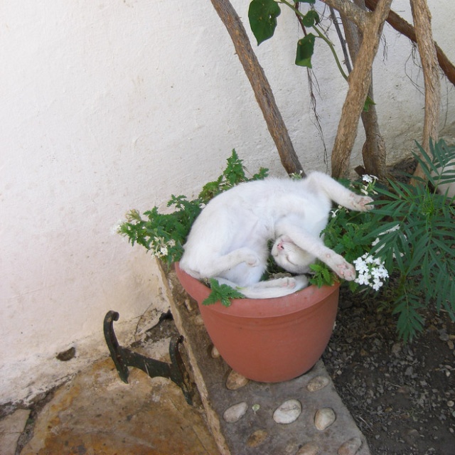 Cat Plants