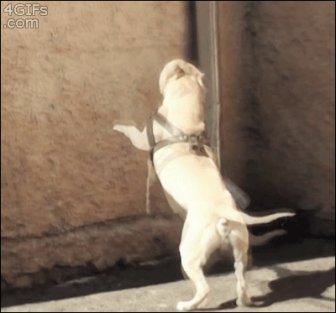 Parkour Dogs