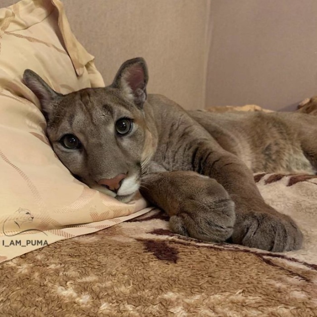 Adopted Puma From A Russian Zoo