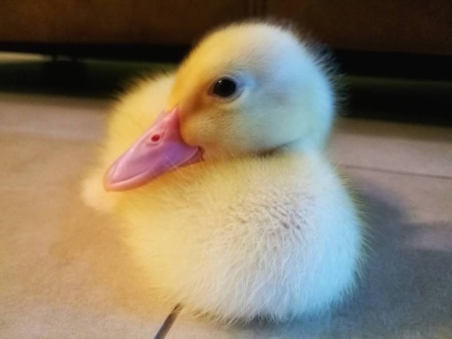 Pet Duck Daisy From Malaysia