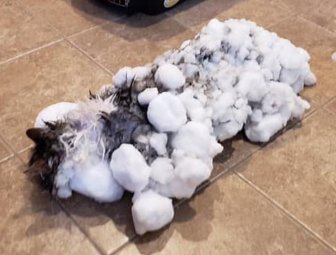 Frozen Cat From Montana Was Saved By Vets