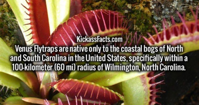 Interesting Facts, part 55
