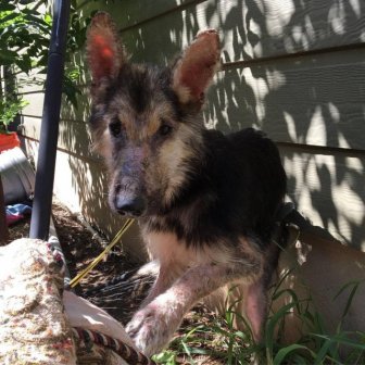 Stray Dog Before And After The Adoption