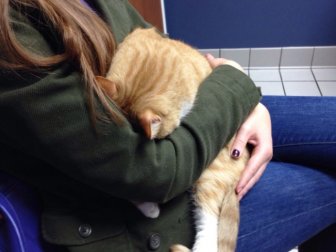 Brilliant Hiding Spots Cats Have Found While Avoiding The Vet