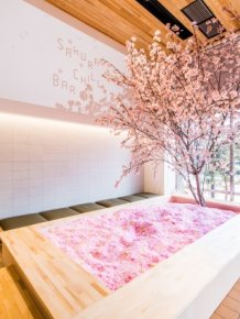 Cherry Blossom Bar In Tokyo