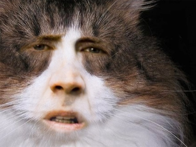 Cats With Nicolas Cage’s Face