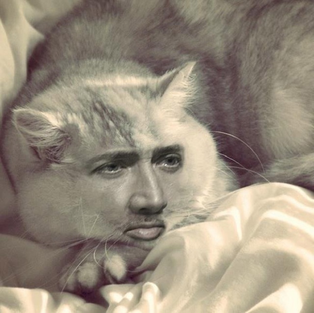 Cats With Nicolas Cage's Face