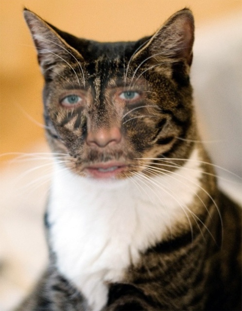 Cats With Nicolas Cage’s Face