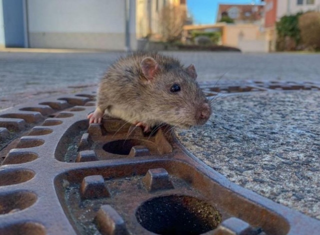 Team Of Fire Fighters Rescue Fat Rat Stuck In German Manhole