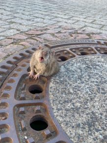 Team Of Fire Fighters Rescue Fat Rat Stuck In German Manhole