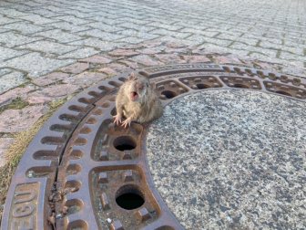 Team Of Fire Fighters Rescue Fat Rat Stuck In German Manhole