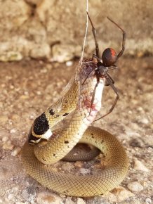 Redback Spider Vs Eastern Brown Snake