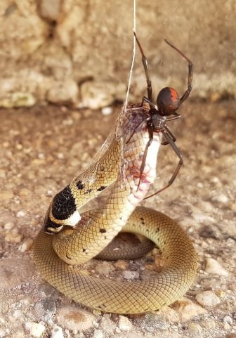 Redback Spider Vs Eastern Brown Snake