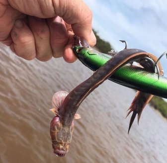 A Monster Caught In Australia