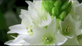 Plants Bloom In Fast-Motion