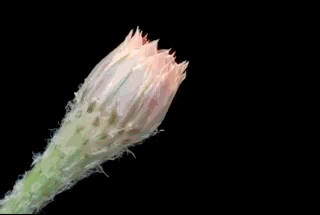 Plants Bloom In Fast-Motion