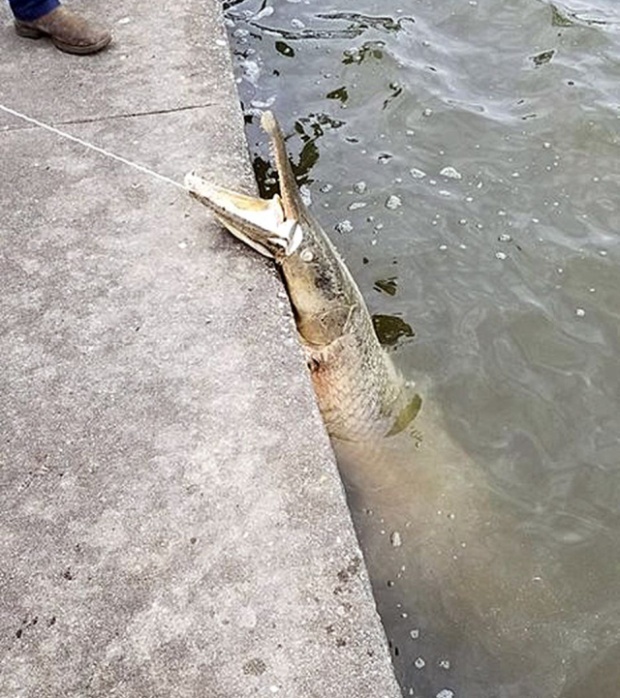 Giant Alligator Gar Caught in Lafreniere Park, Louisiana