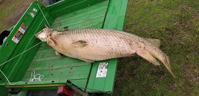 Giant Alligator Gar Caught in Lafreniere Park, Louisiana
