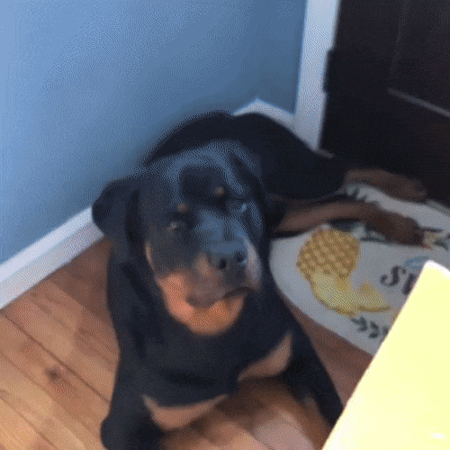 Throwing Cheese On Pets Gets Viral
