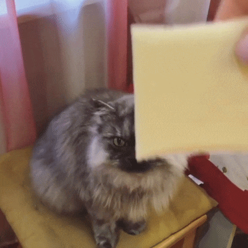Throwing Cheese On Pets Gets Viral