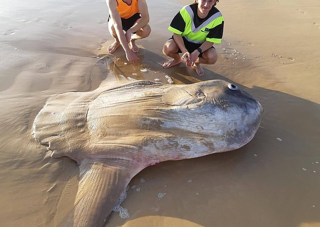 Giant Sunfish Is Found Washed Up On A Deserted Beach