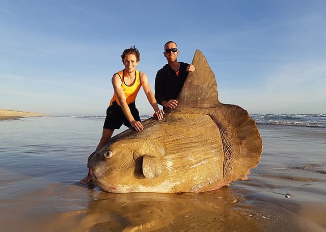 Giant Sunfish Is Found Washed Up On A Deserted Beach