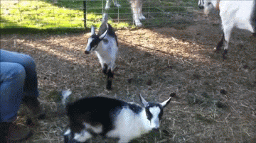 Goat Parkour
