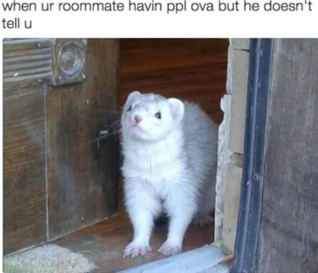 Living With Roommates Memes
