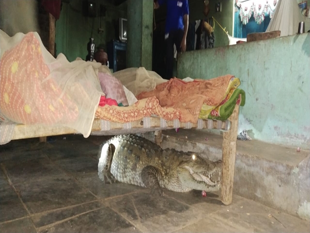 In India, Farmer Wakes Up To Find Crocodile Under His Bed
