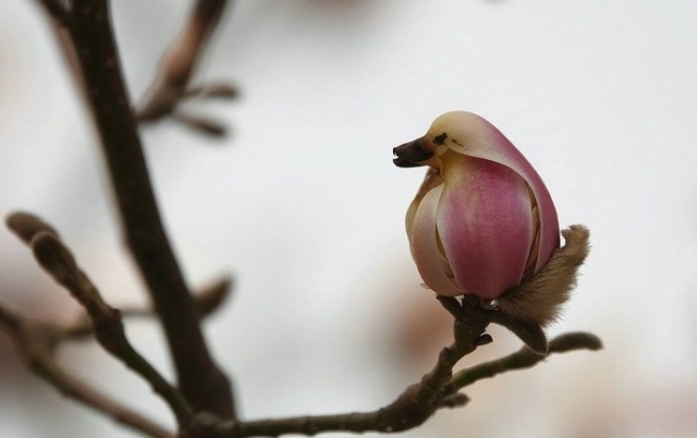 Magnolia Flower Looks Like A Bird
