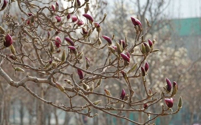 Magnolia Flower Looks Like A Bird