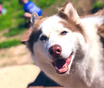 Husky Gets Haircut