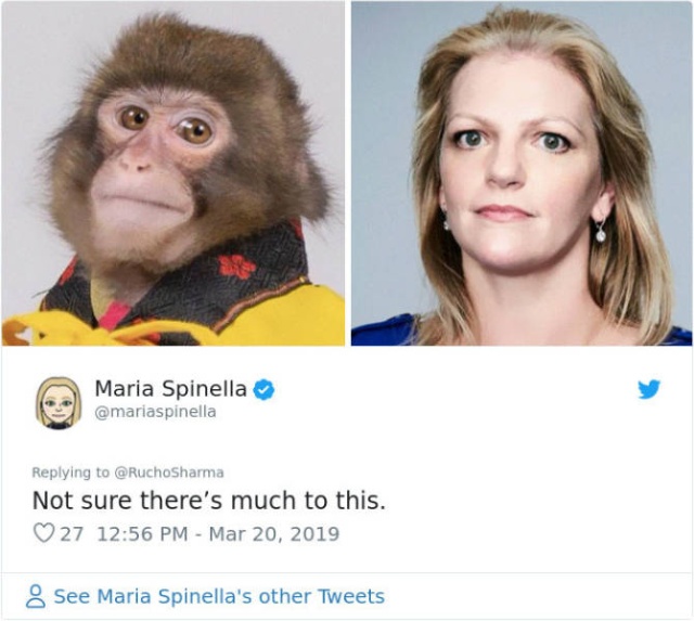 Monkey Looks Like A Journalist