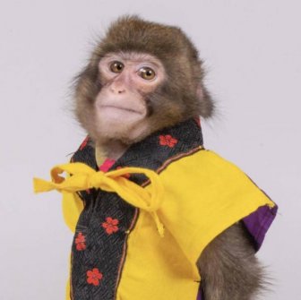 Monkey Looks Like A Journalist