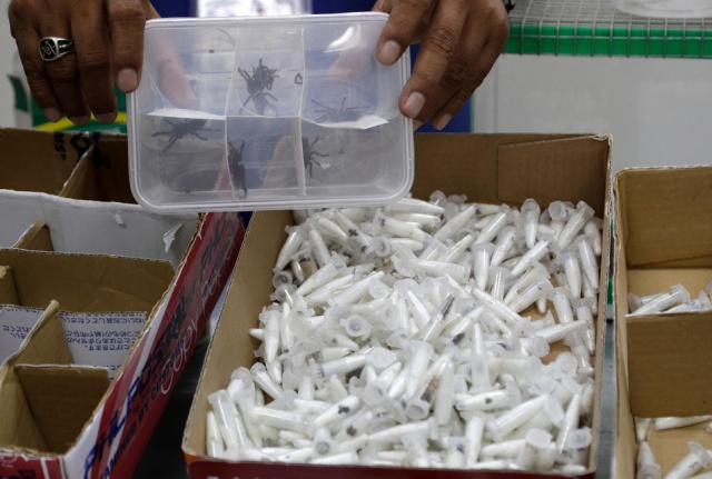 Philippines Seizes 757 Tarantulas From Poland