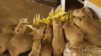 Capybaras Are Awesome