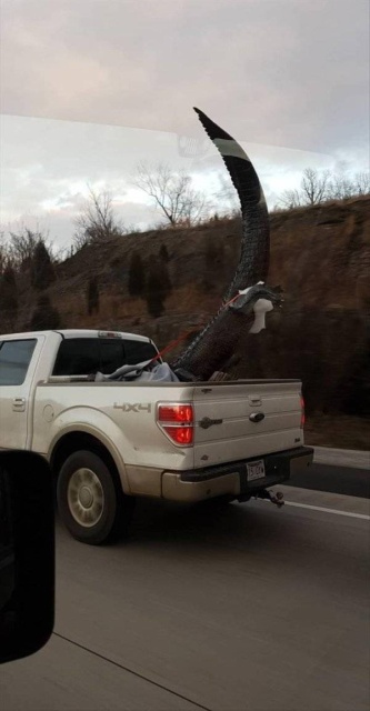 Strange Things You Can Meet On The Road