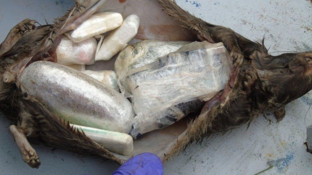 GRAPHIC: Contraband Smuggled Into Prison Inside Dead Rats