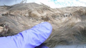 GRAPHIC: Contraband Smuggled Into Prison Inside Dead Rats