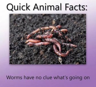 Quick Animal Facts. And They Are 100% True