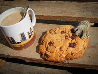 Cats Stealing Things. Mostly Food