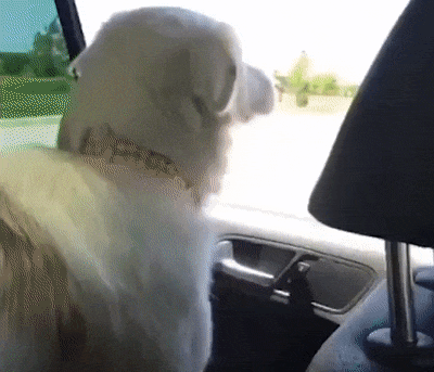 What Funny Dog GIF