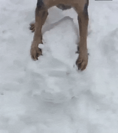 funny dogs gifs