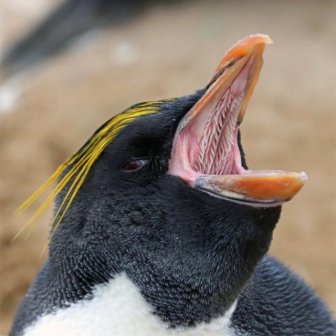 Bird Mouths Look Scary