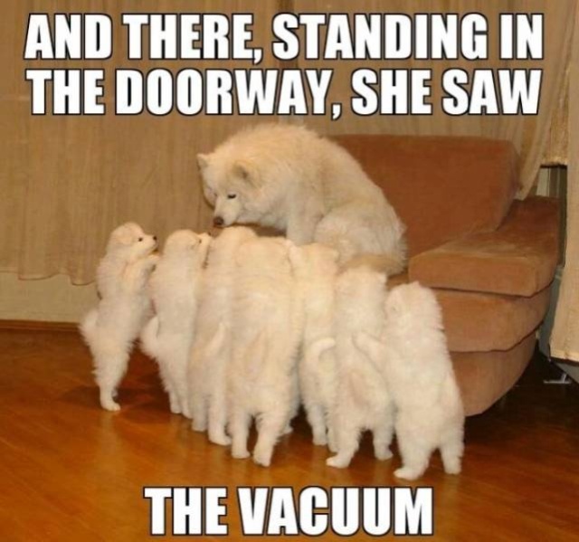 Funny Dog Memes, part 2
