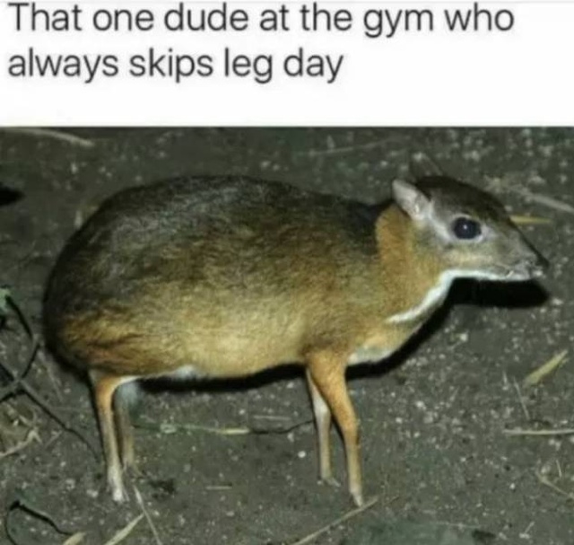 Gym Memes, part 2