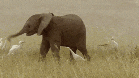 Baby Elephants, part 2