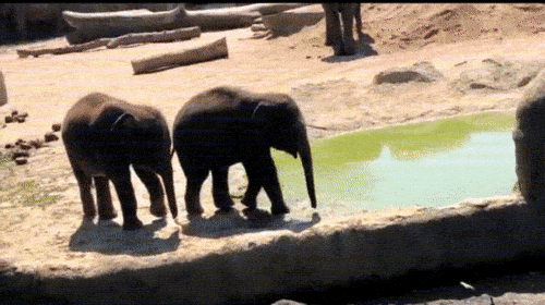 Baby Elephants, part 2